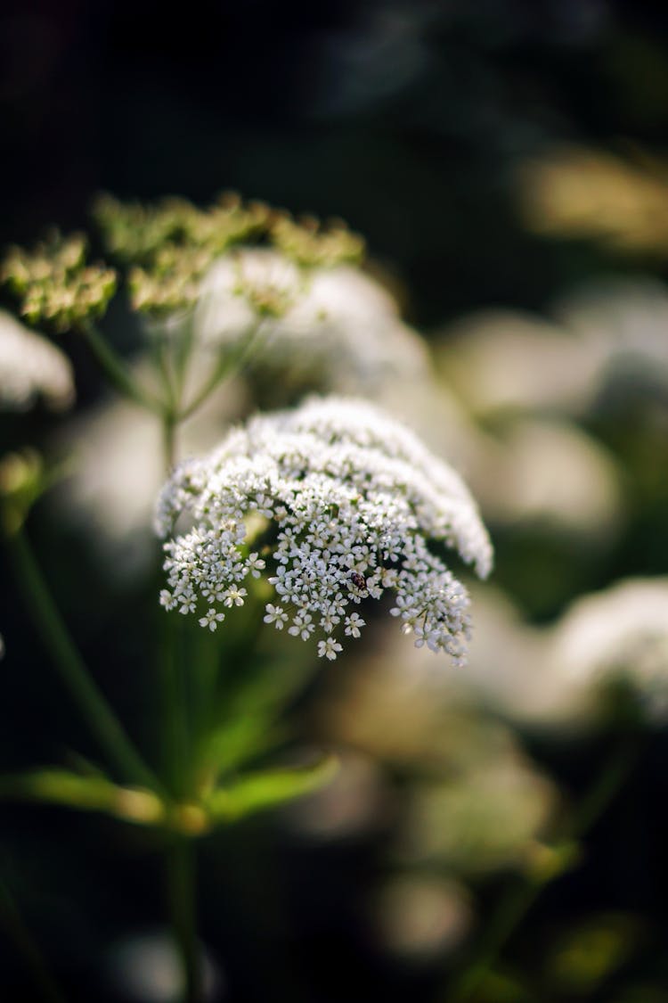 Daucus Carota In Tilt Shift Lens