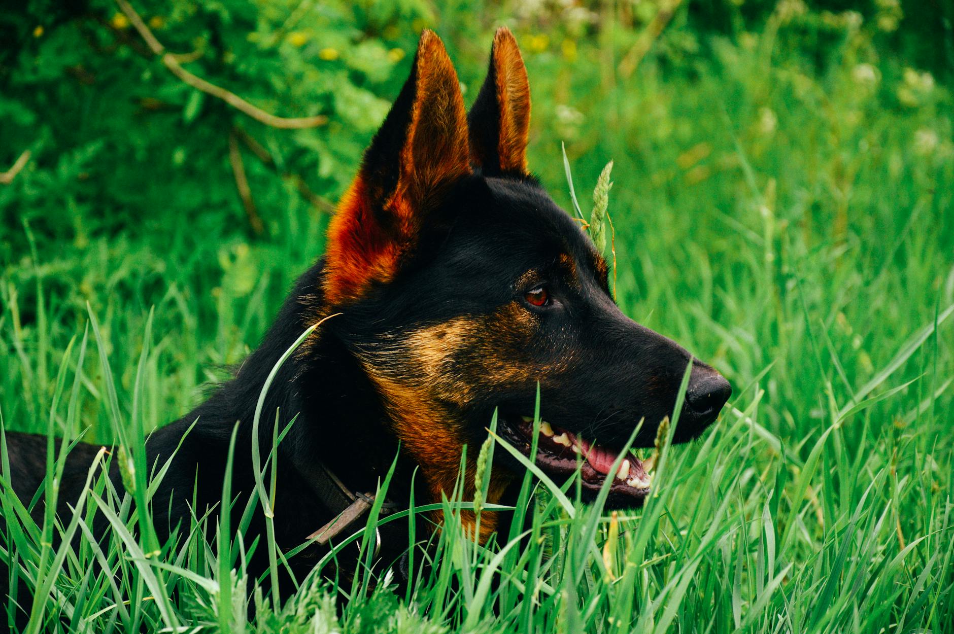german shepherd sitting on grass