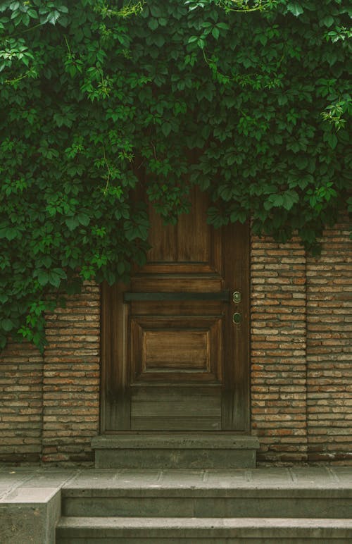Brown Wooden Door With Green Vines