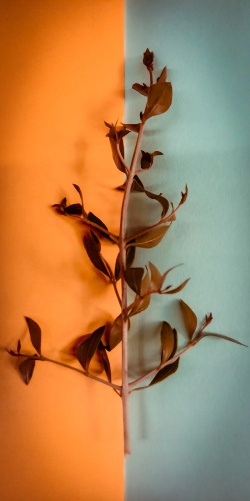 Free stock photo of brown, brown leaf, grey Stock Photo