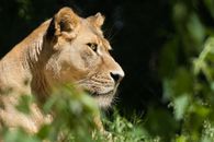 A Brown Lioness Staring Intently