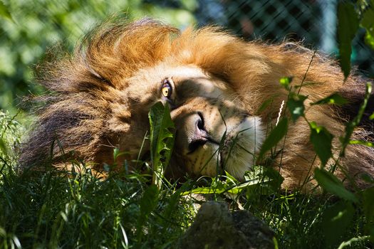 A Lion Lying on the Grass