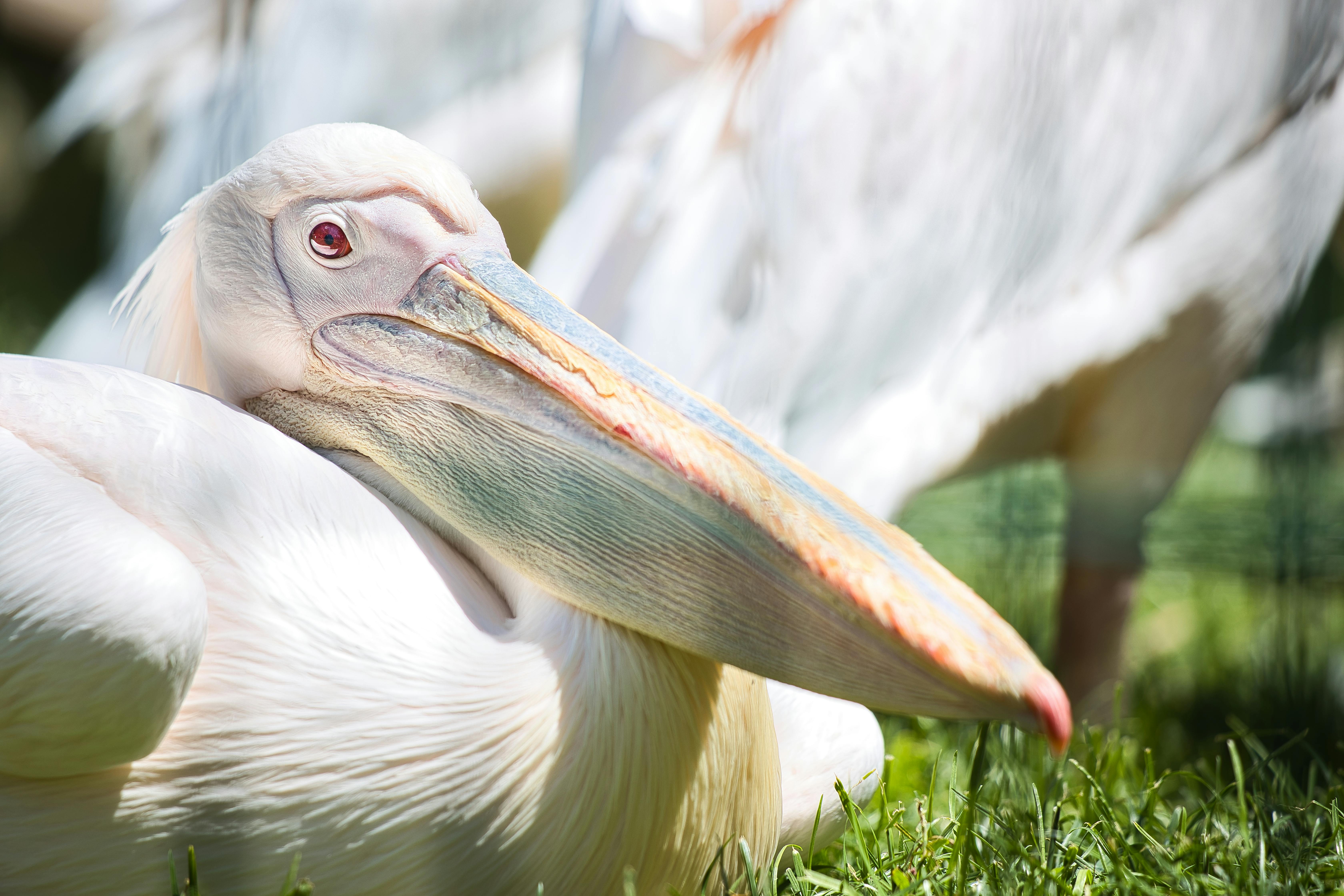 Close-up Photo of a Pelican · Free Stock Photo