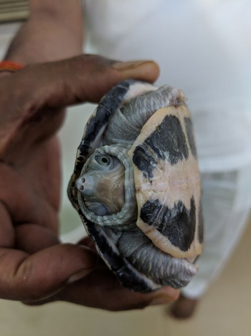 Free A detailed close-up of a turtle being gently held in a person's hand. Stock Photo