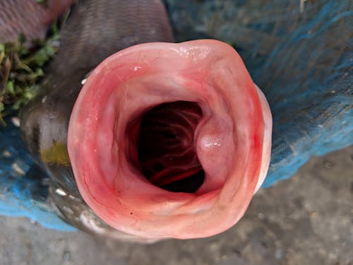 魚の口の無料の写真素材