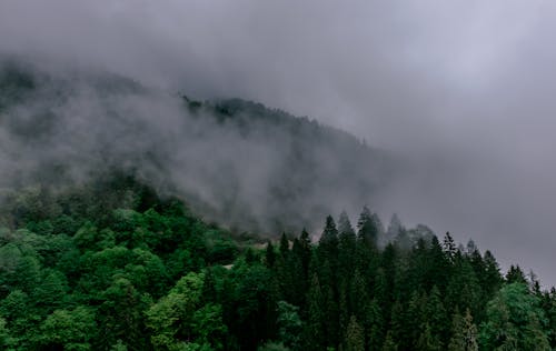 免费 天性, 有霧, 森林 的 免费素材图片 素材图片