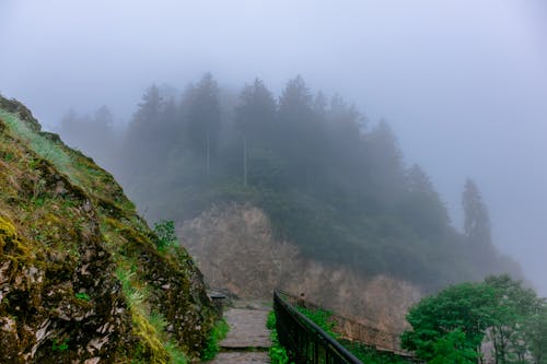 Foto profissional grátis de árvores, enevoado, floresta