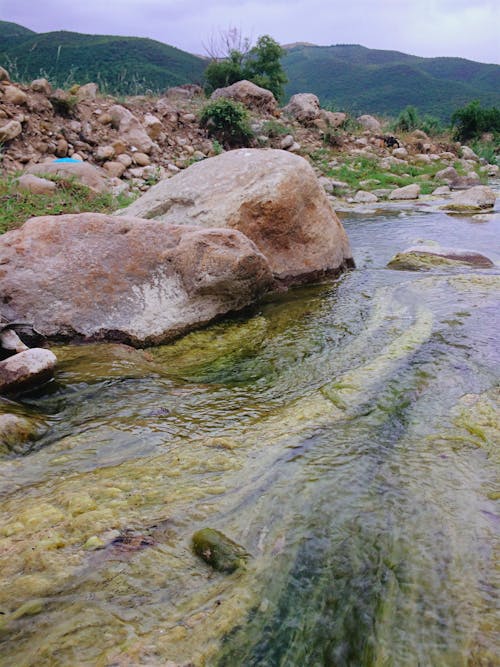 Foto profissional grátis de beleza natural, musgo, musgo de rio