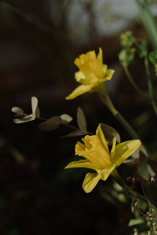 Close-Up Photo of Yellow Daffodils