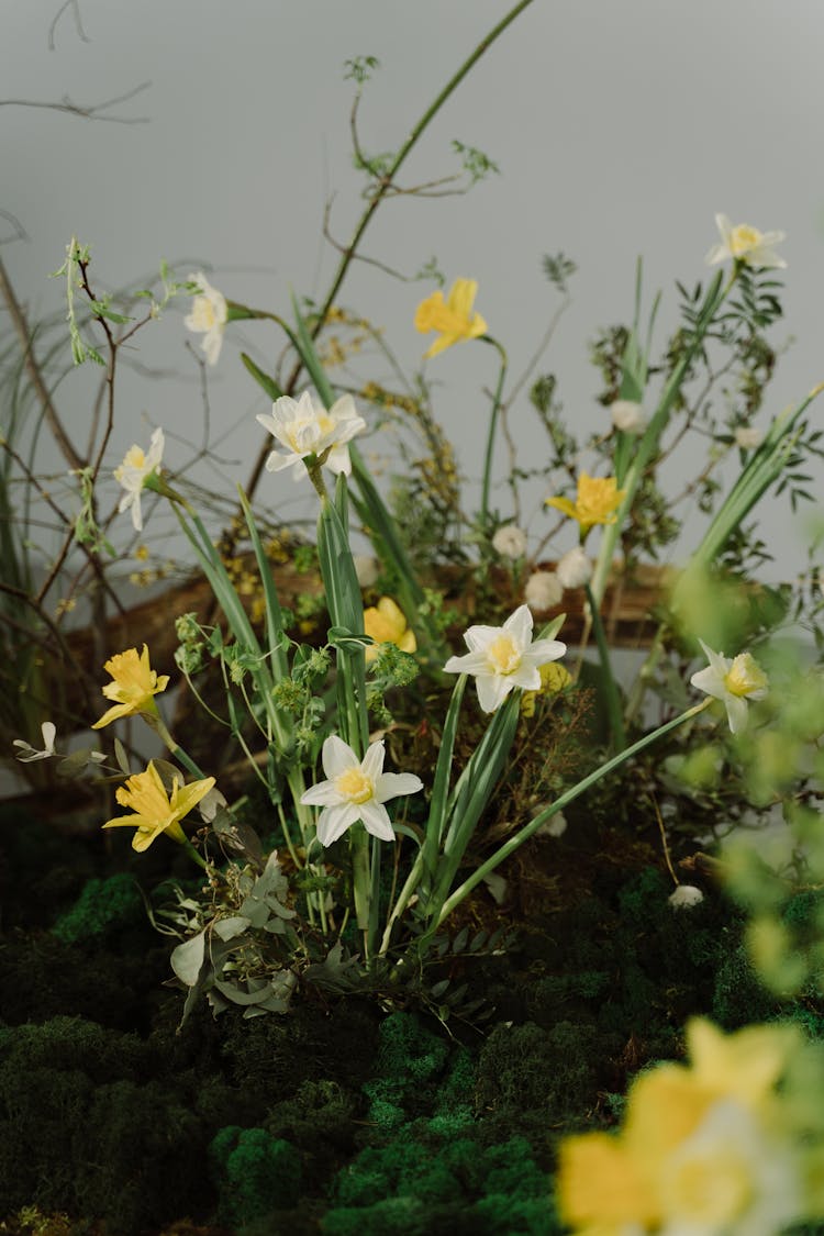 Close Up Of Spring Flowers