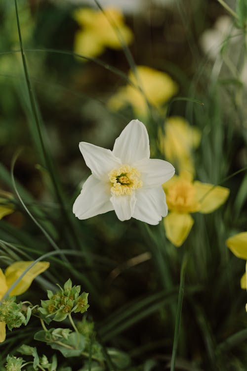 Foto stok gratis berbunga, bunga daffodil, bunga putih