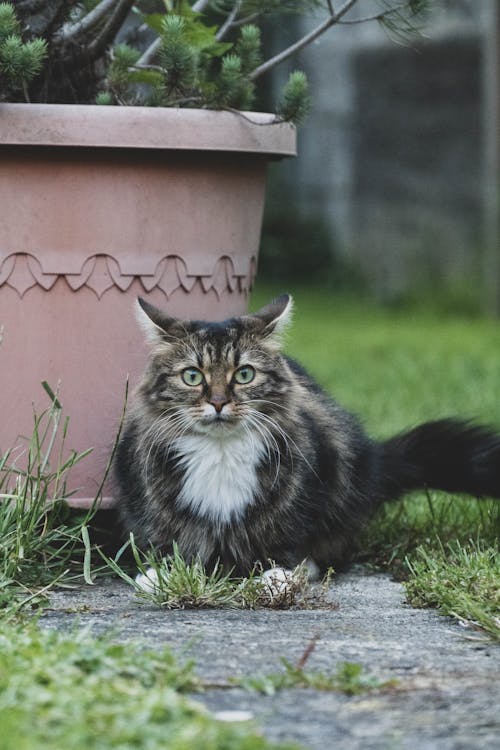 Photo of Furry Cat Near Grass