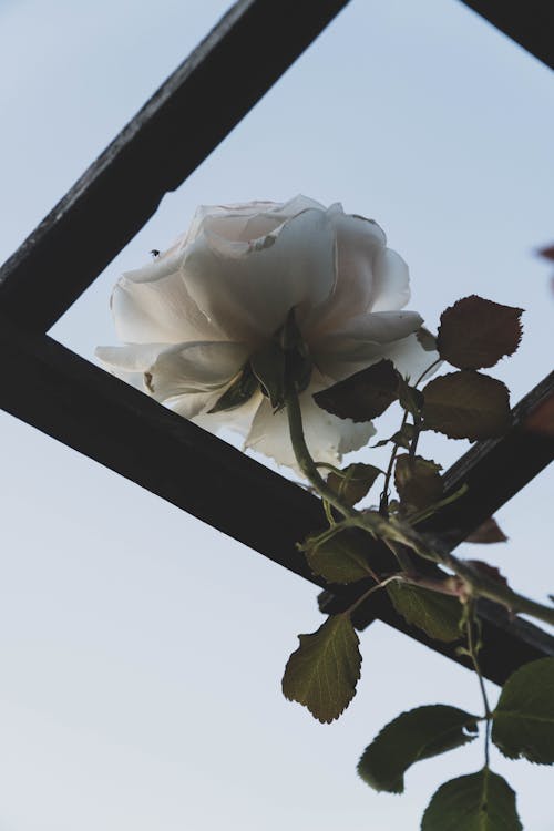 Ingyenes stockfotó alacsony szögű felvétel, fehér rózsa, finom témában