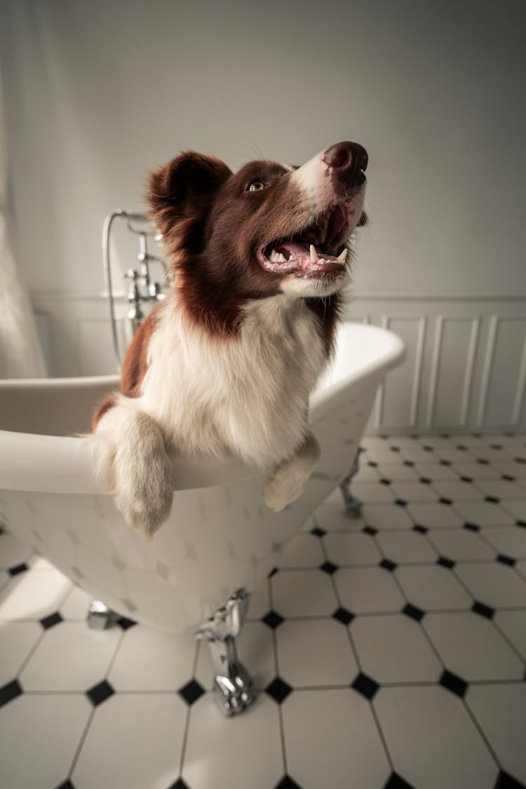 A Pet Dog In A Bath Tub