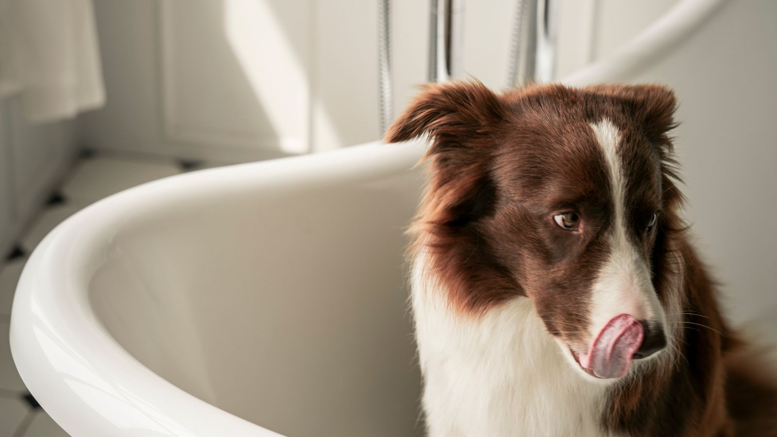 Dog sitting in a bathtub during a wash at home