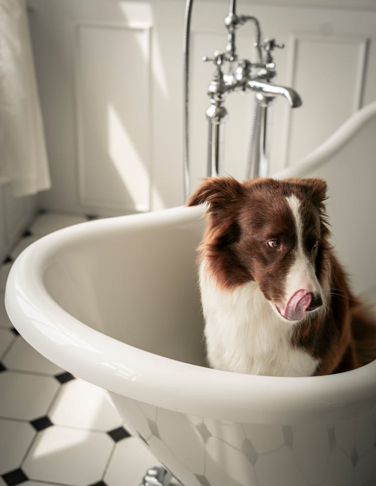 Brown And White Dog In Bathtub