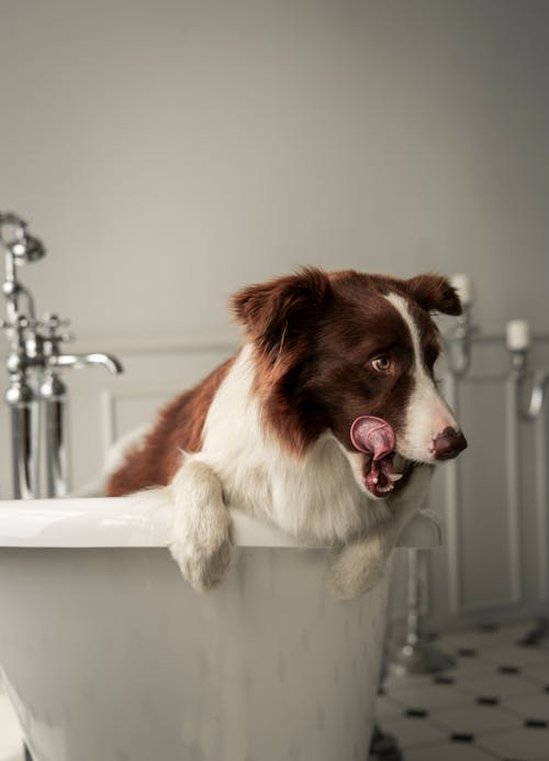 Free Brown and White Border Collie Mix Stock Photo