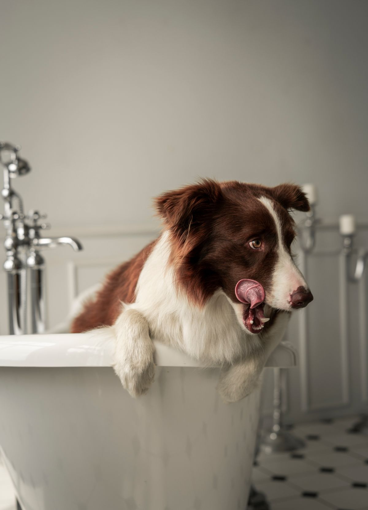 Dog in the bathtub ready for a bath