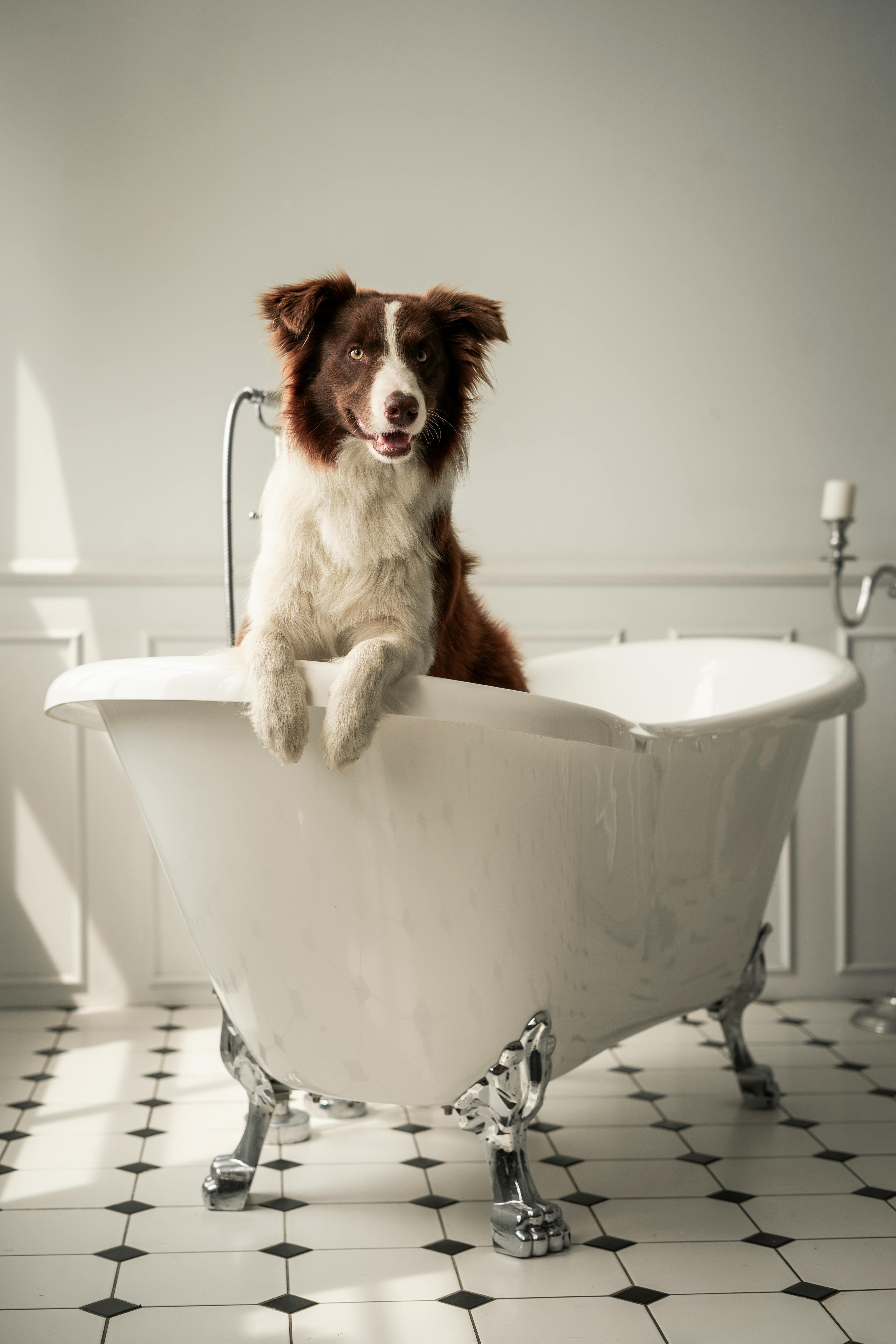 a furry dog in a bathtub