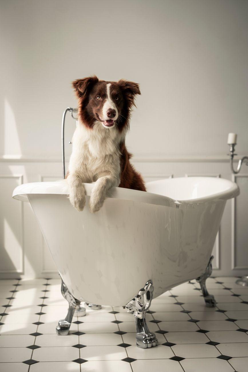 Dog being groomed at home in a bathroom setting