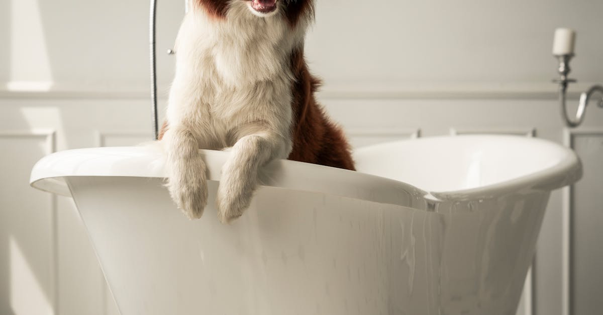 Why my dog follows me to the bathroom