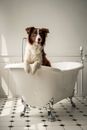 Free stock photo of animal, bath, bathroom