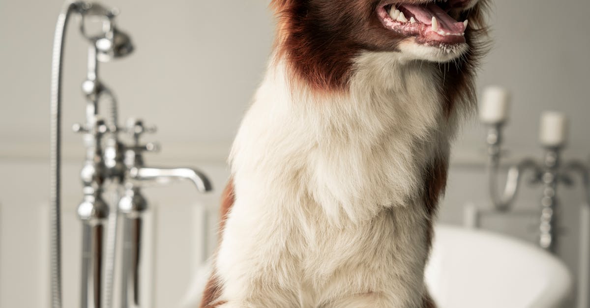 10 reasons why your dog follows you to the bathroom