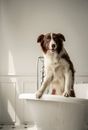 Brown and White Border Collie Mix