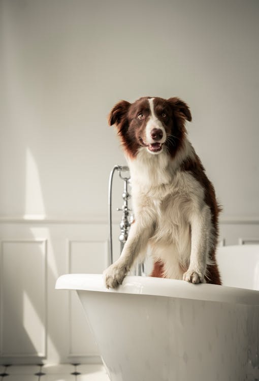 Free Brown and White Border Collie Mix in a Bathtub Stock Photo