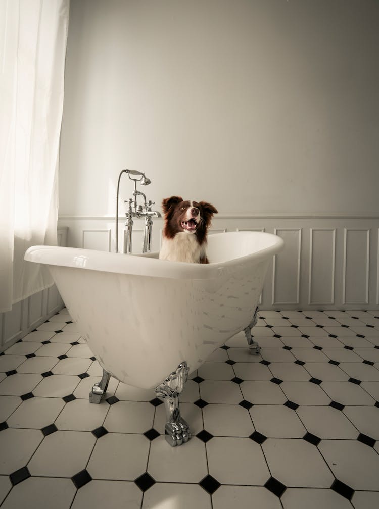 Dog In Bathtub