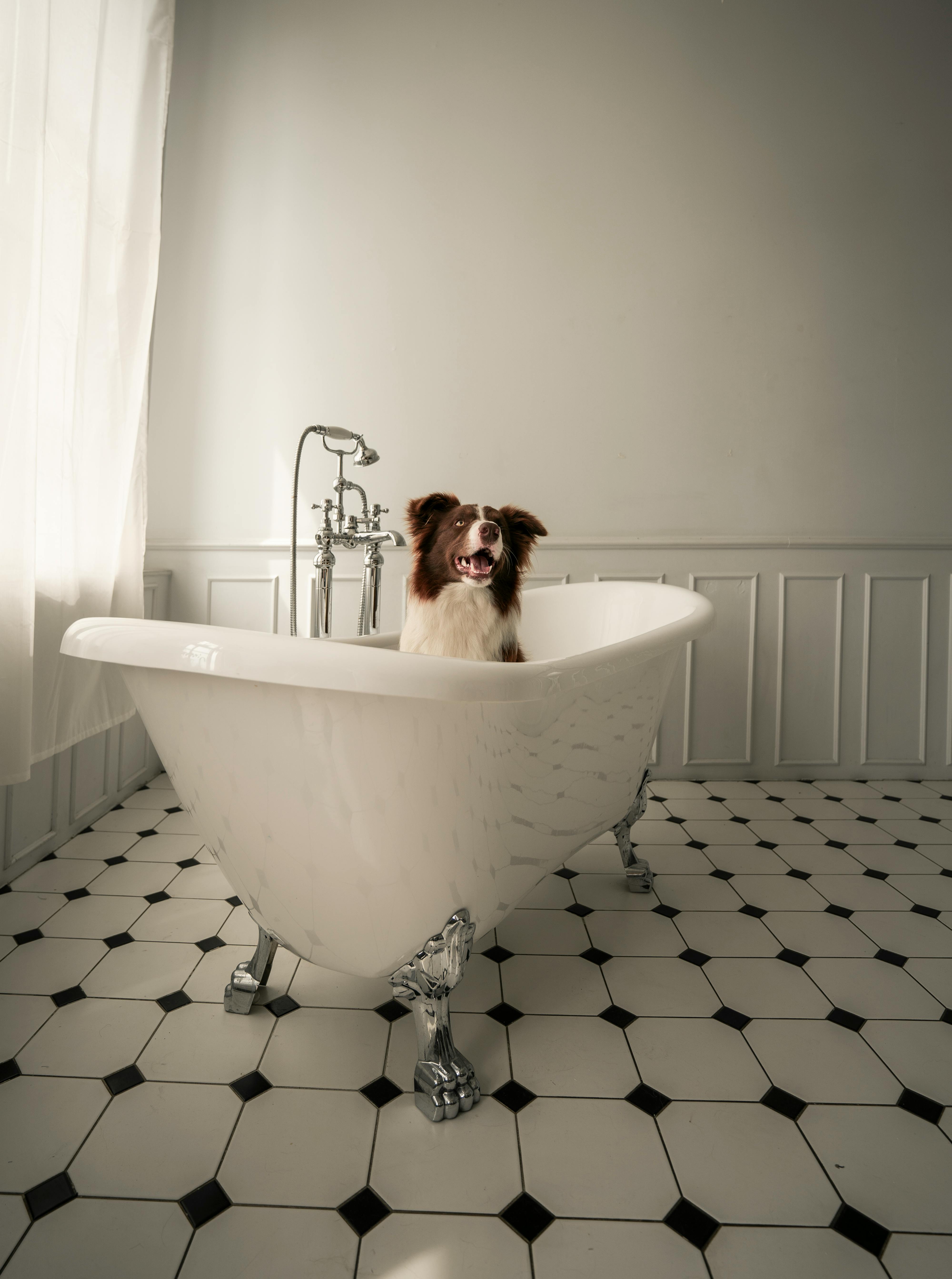 Dog In Bathtub Photos, Download The BEST Free Dog In Bathtub Stock