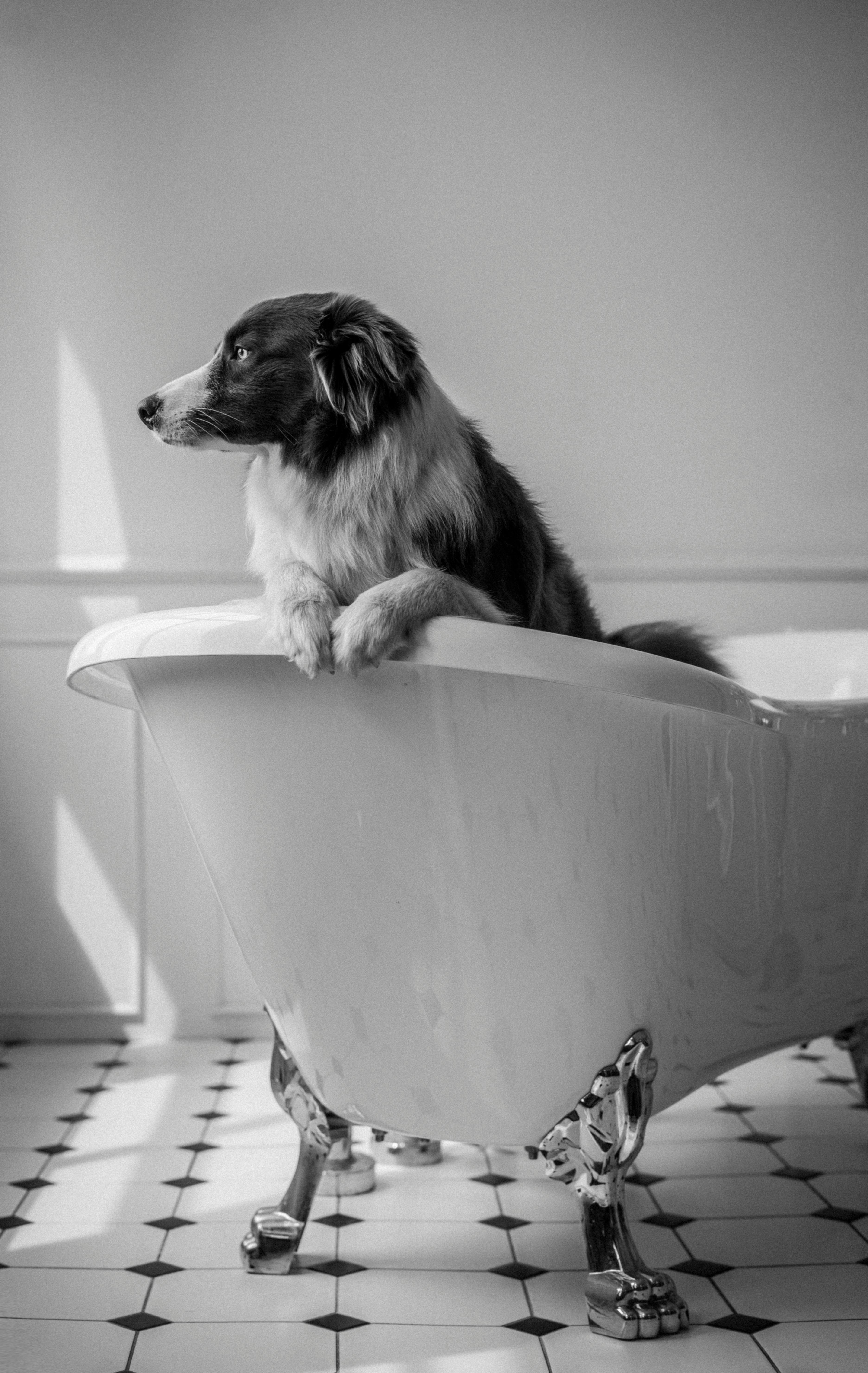 Dog In Bathtub Photos, Download The BEST Free Dog In Bathtub Stock Photos & HD Images