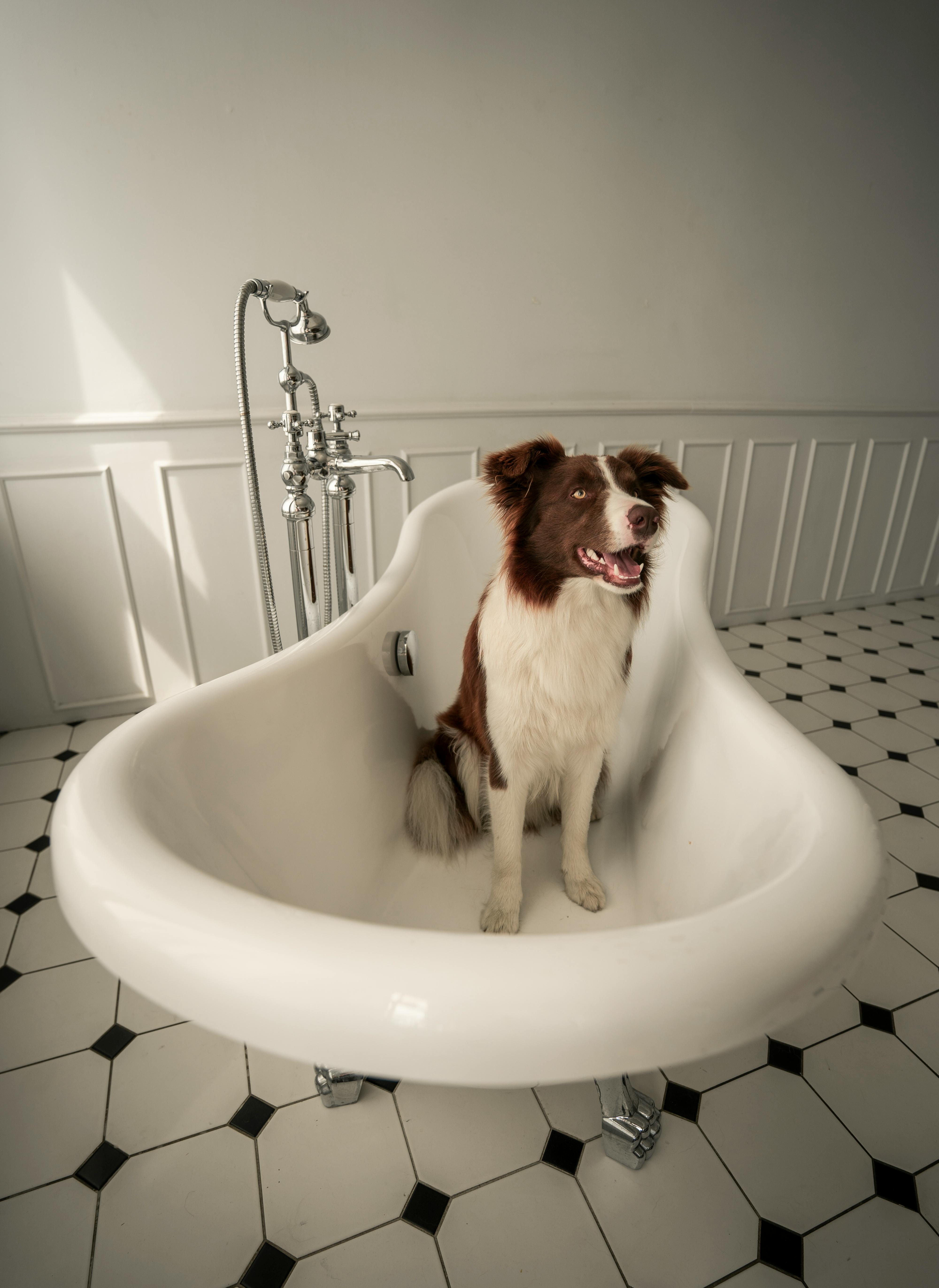 how to get dog in bathtub