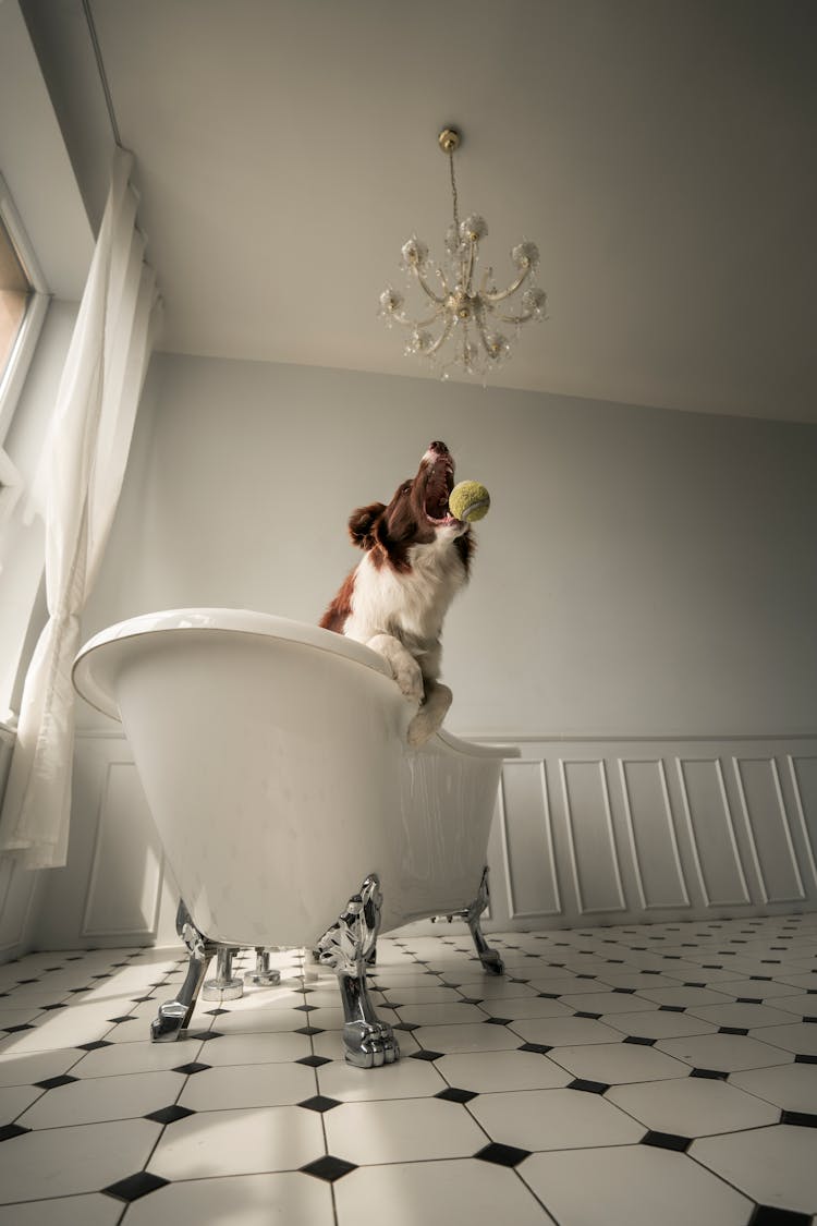 A Dog In A Bathtub Catching A Tennis Ball