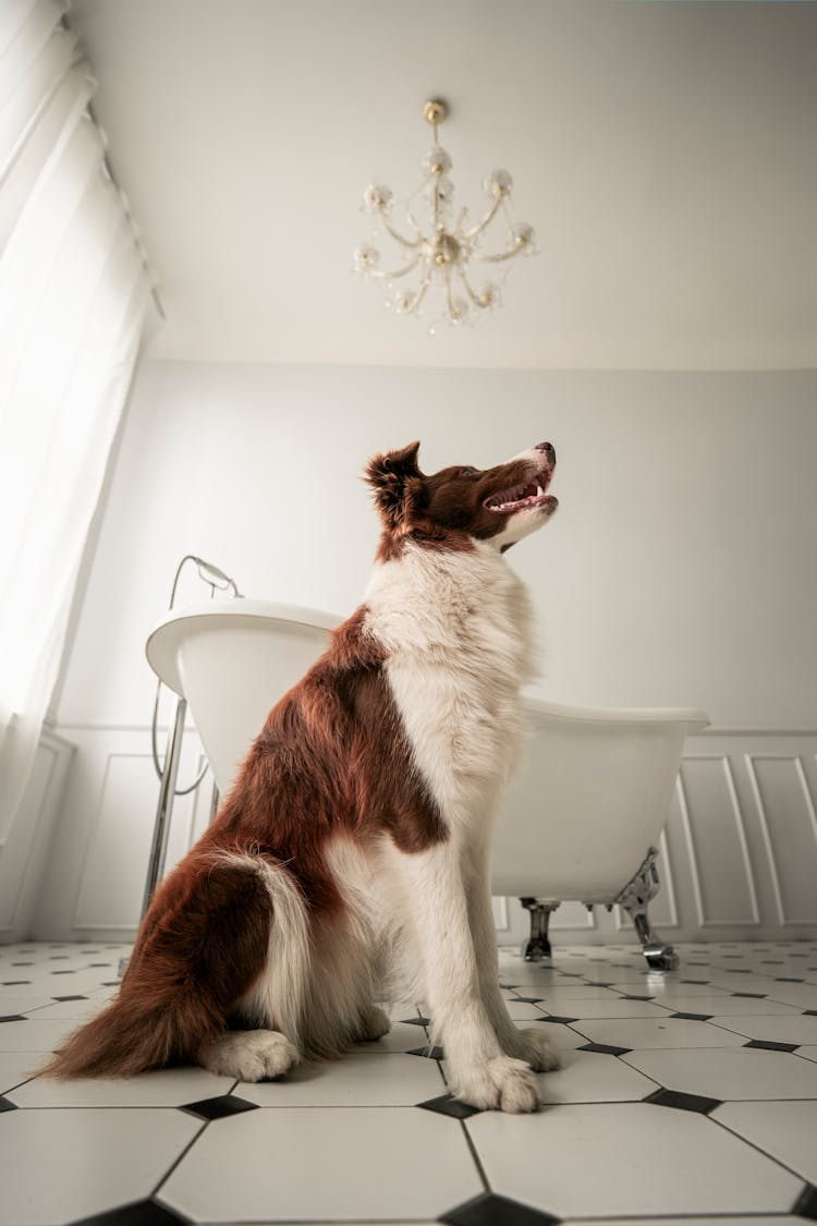 Photo Of Dog Sitting In Bathroom