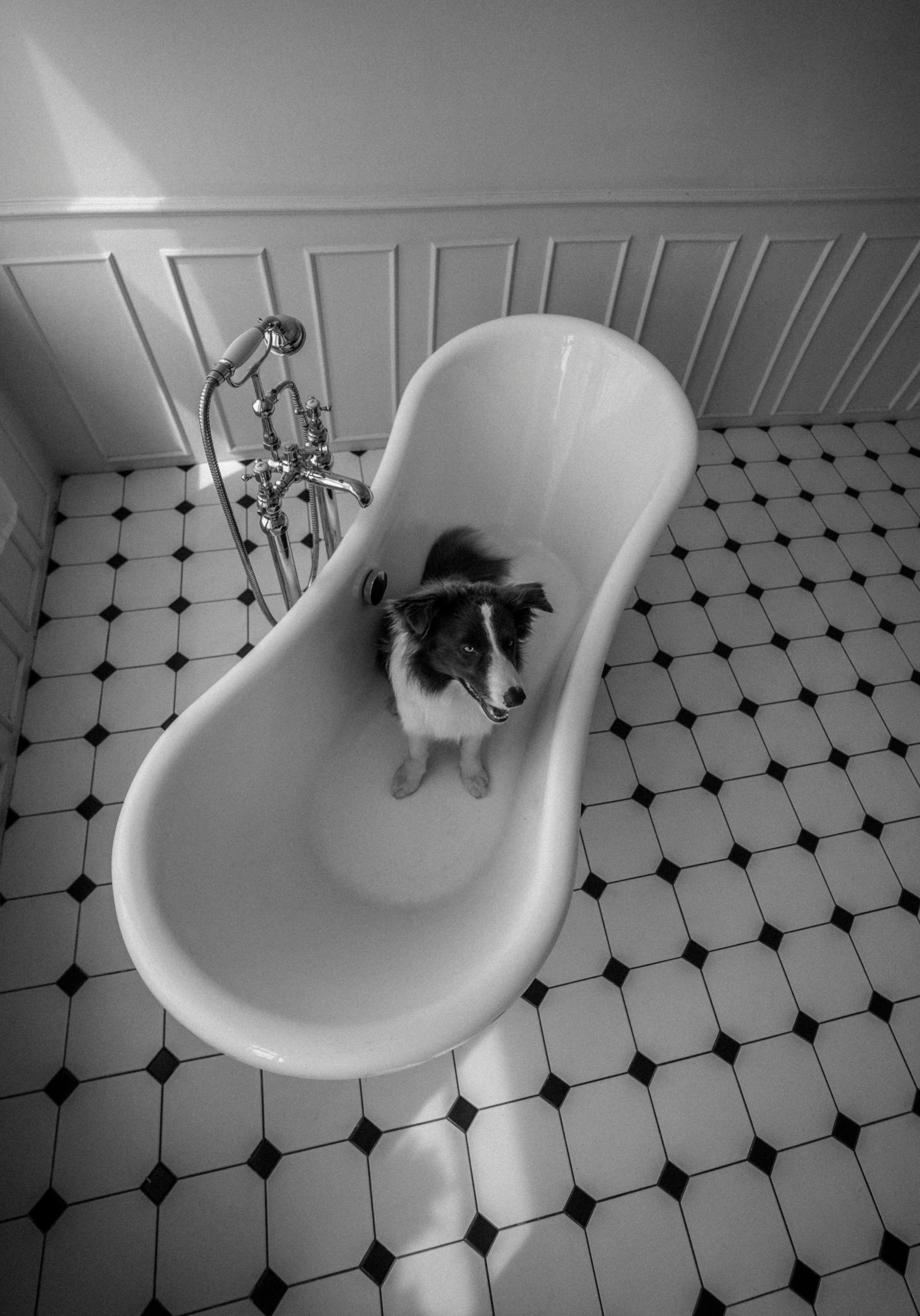 Dog In Bathtub Photos, Download The BEST Free Dog In Bathtub Stock