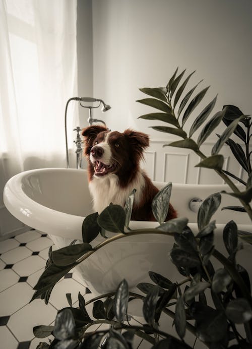 banyo, border collie, dikey atış içeren Ücretsiz stok fotoğraf