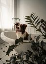 A Brown and White Long Coated Dog in a Bathtub