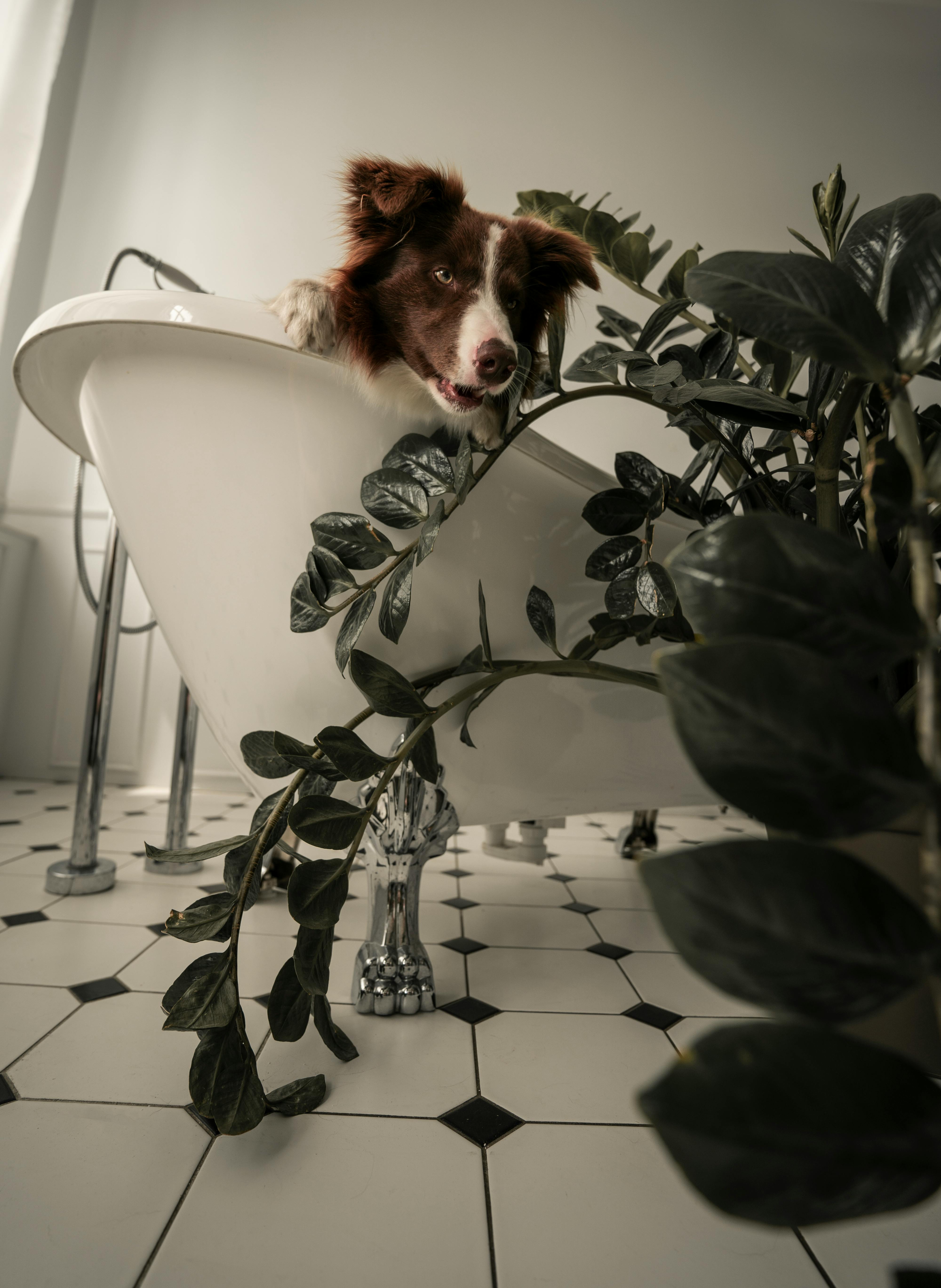 a cute furry dog inside the bathtub