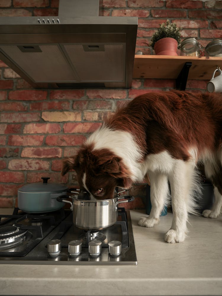 A Brown And White Dog Eating On A Cooking Pot