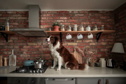 Free A Dog Sitting on the Kitchen Counter Stock Photo