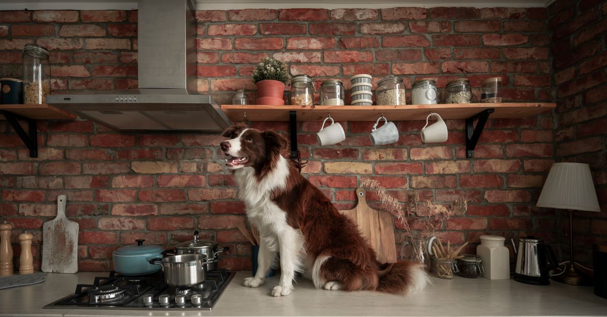 10 Essential Tips for a Pet-Friendly Kitchen