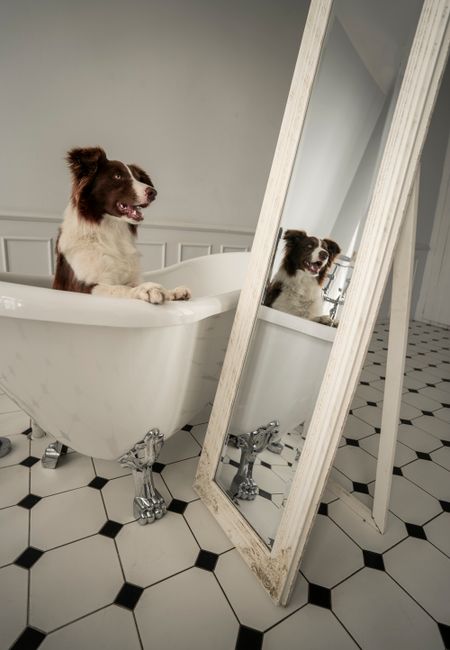 Border Collie in a vintage bathtub looking at its reflection in a mirror. Perfect stock photo for animal lovers and pet-themed projects.