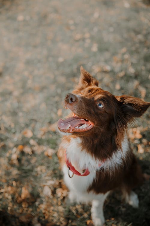 Free Close-Up Shot of a Brown and White Border Collie Stock Photo