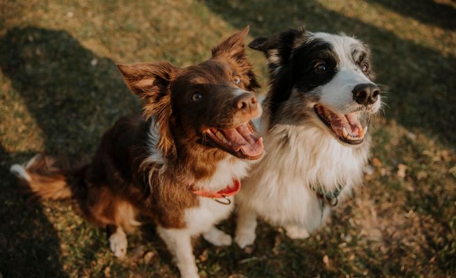 Border collie