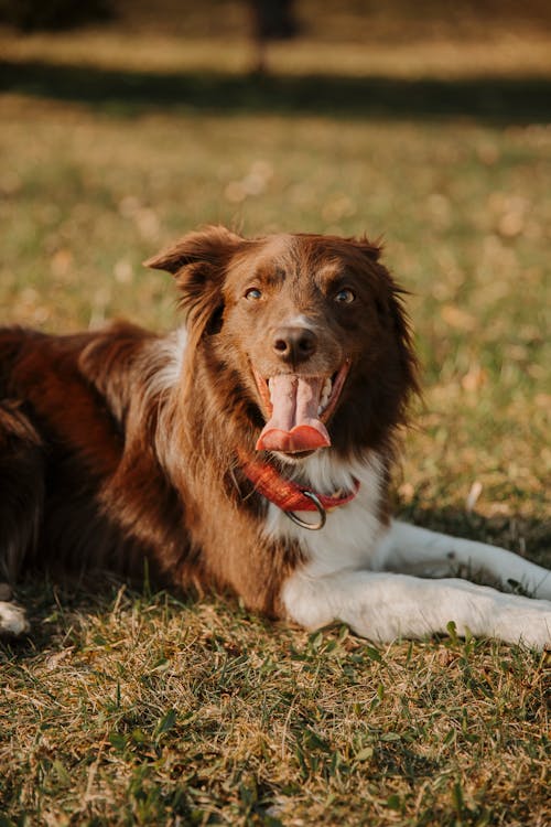 Close-Up Shot of a Brown and White Border Collie Lying on a Grassy Field