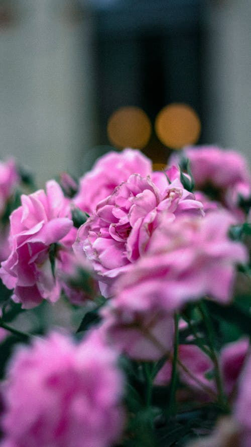 Pink Flowers in Tilt Shift Lens