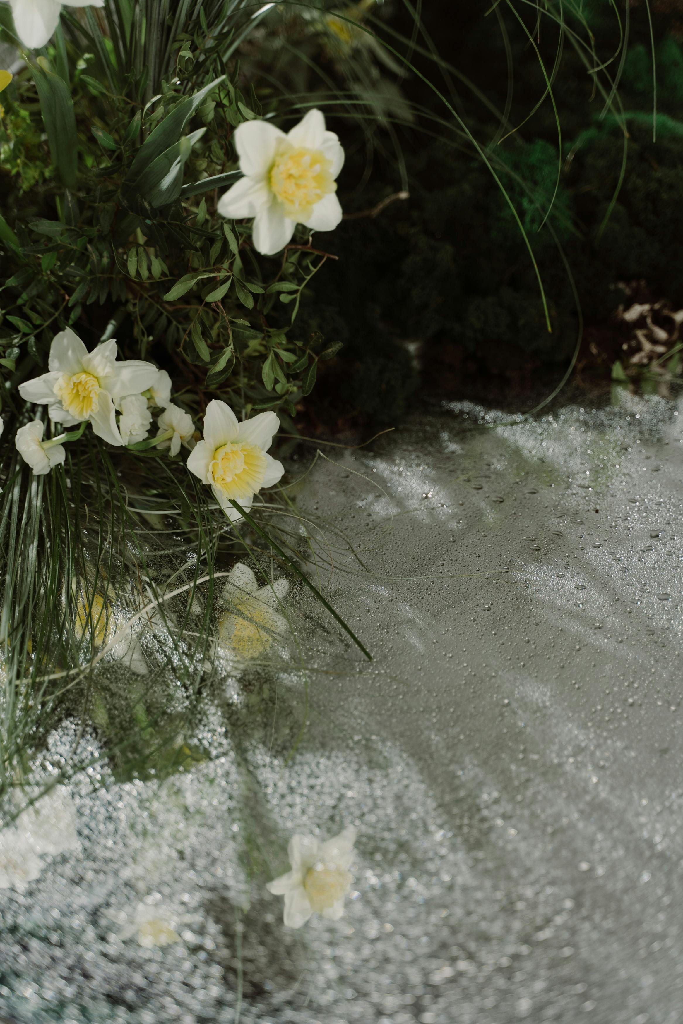 A serene scene of blooming white daffodils by a sparkling textured surface outdoors.