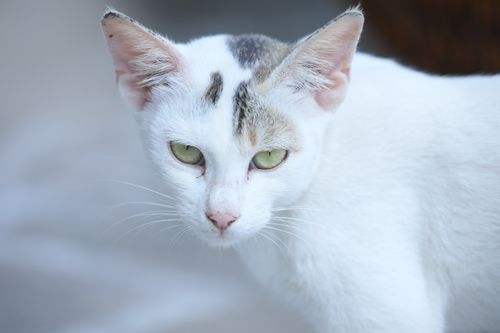 Free A close-up of a white domestic cat with green eyes in soft focus outdoors. Stock Photo