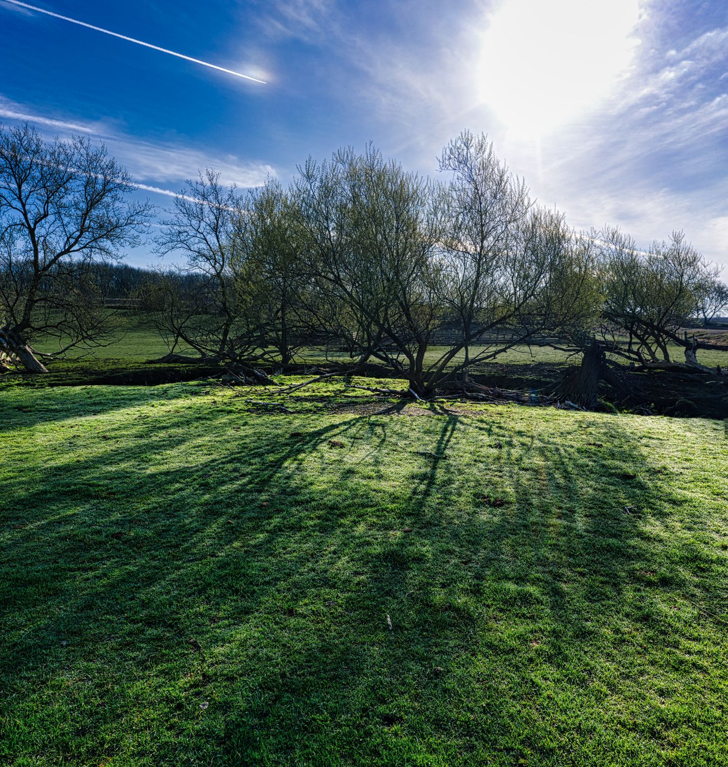 Trees on Green Grass Field Under Blue Sky and White Clouds · Free Stock ...